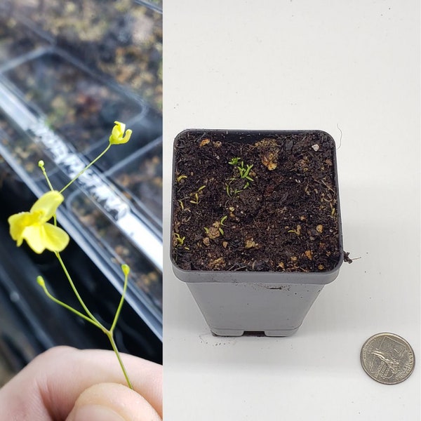 Utricularia Flaccida Carnivorous Bladderwort Plant Potted