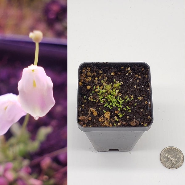 Utricularia Livida Carnivorous Bladderwort Plant Potted