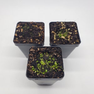 Beginner Utricularia 3 Pack (Easy To Grow Bladderwort Carnivorous Plants)