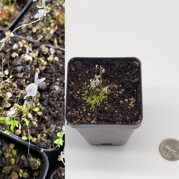 Utricularia Sandersonii (Sanderson's Bladderwort) Carnivorous Plant Potted