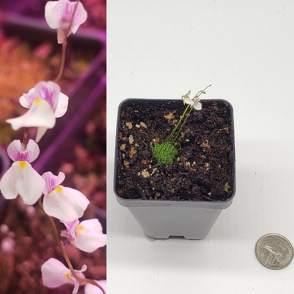 Utricularia Blanchetii (Blanchet's Bladderwort) Carnivorous Plant Potted