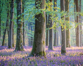 Könnte beinhalten: Eine Waldszene mit hohen, grauen Baumstämmen und einem lebendigen Teppich aus lila Blumen. Das Sonnenlicht filtert durch die grünen Blätter und schafft eine ruhige und natürliche Landschaft. Das Bild fängt die Schönheit einer Waldlandschaft ein.