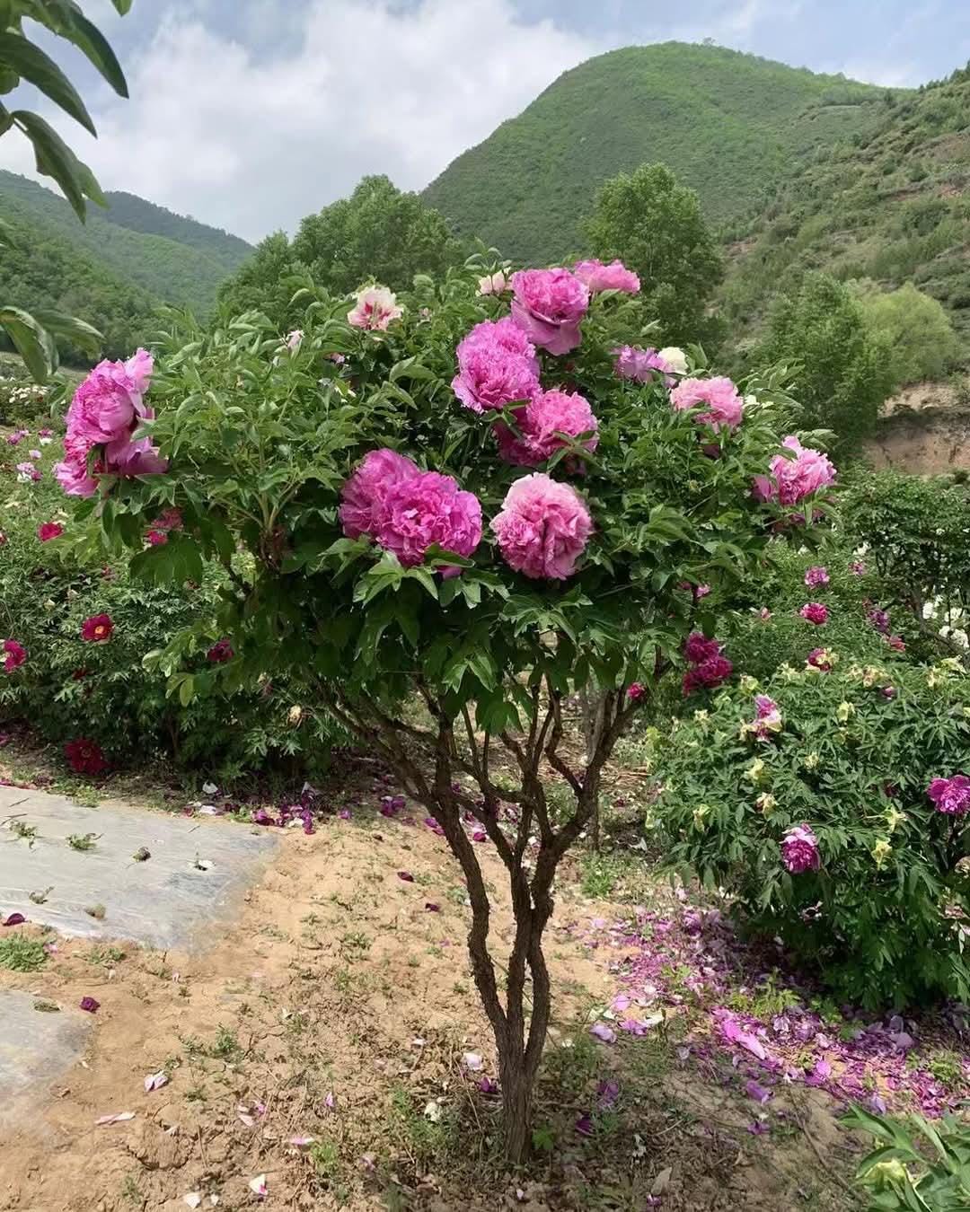 Rare TREE PEONY Hot Pink Shade Tolerant Cold Hardy Flowering Plant - Etsy