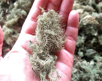 May include: A handful of dried, light green, wispy moss. The moss is soft and fluffy, and it has a natural, earthy look.