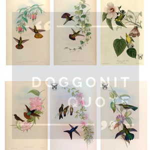 Vintage Bird Images and Ephemera for Junk and Art Journals