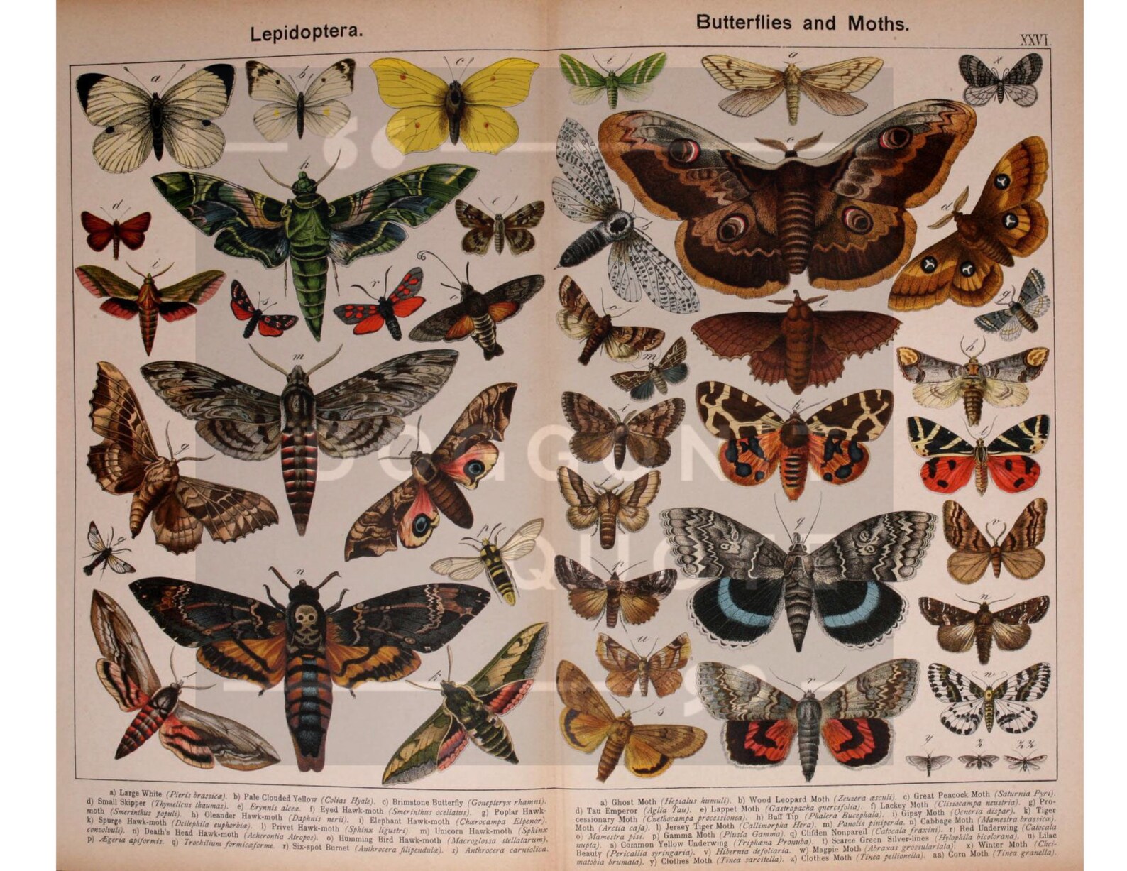 Full Pages With Butterflies and Insects for Junk Journal, Fussy Cuts ...