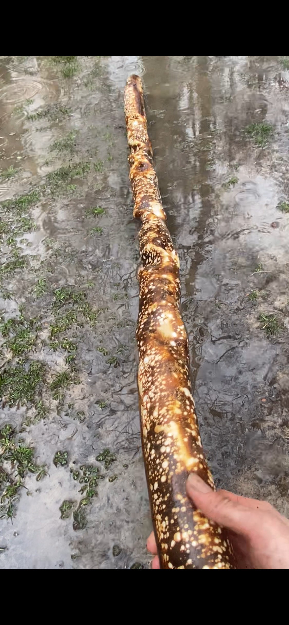 Didgeridoo Yidaki W/beeswax Etsy