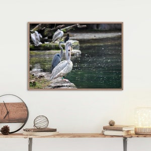Nahaufnahme von Pelikan Digital Print Fotografie - Digitaler Download - Tierkunst und Fotografie