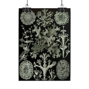 May include: A vertical wall poster featuring a black background with detailed, pale green botanical illustrations of various coral and lichen structures. The print is held by two black metal clips at the top, displaying intricate organic textures.