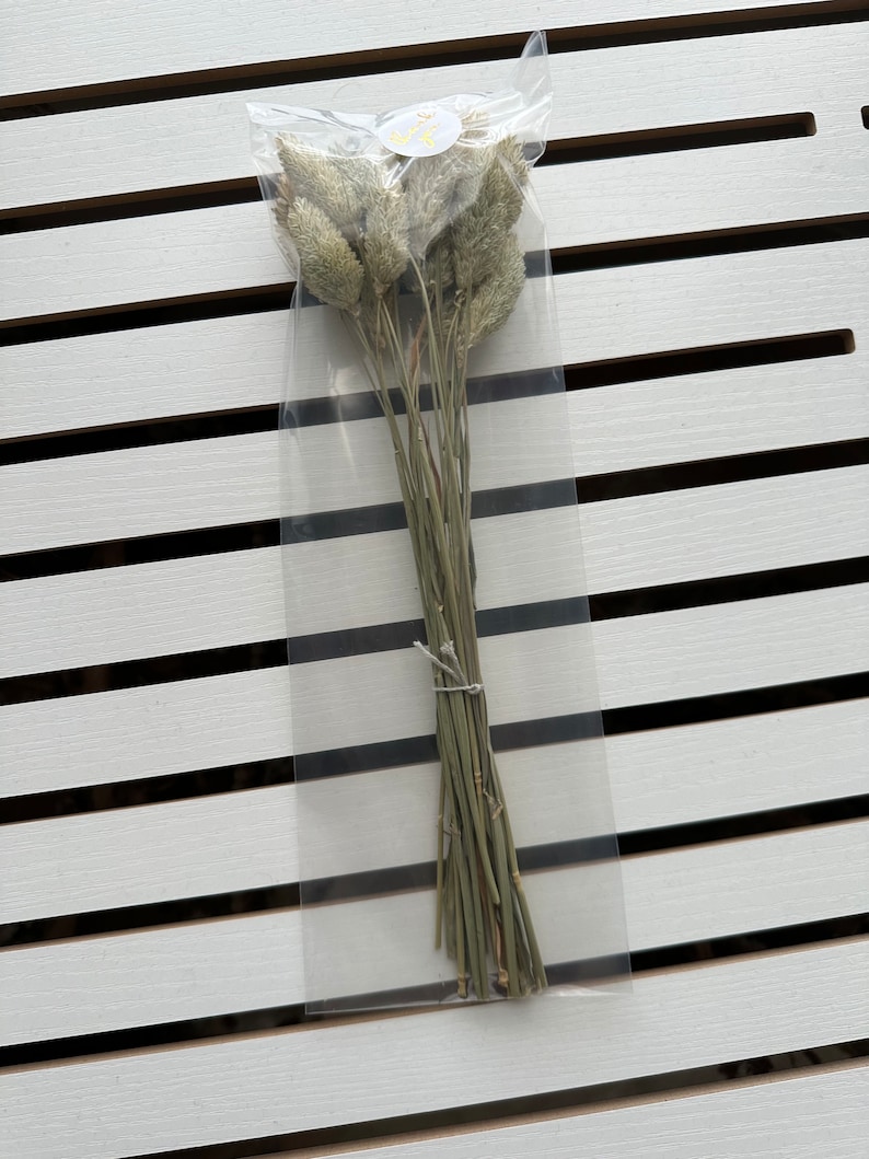 Phalaris Sprays for Hamster Etsy