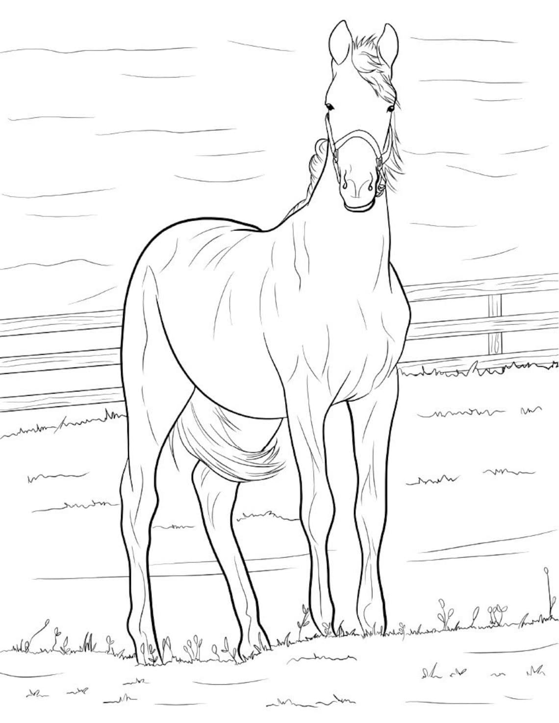 Adult Coloring page Instant Download 5 Beautiful Horses | Etsy