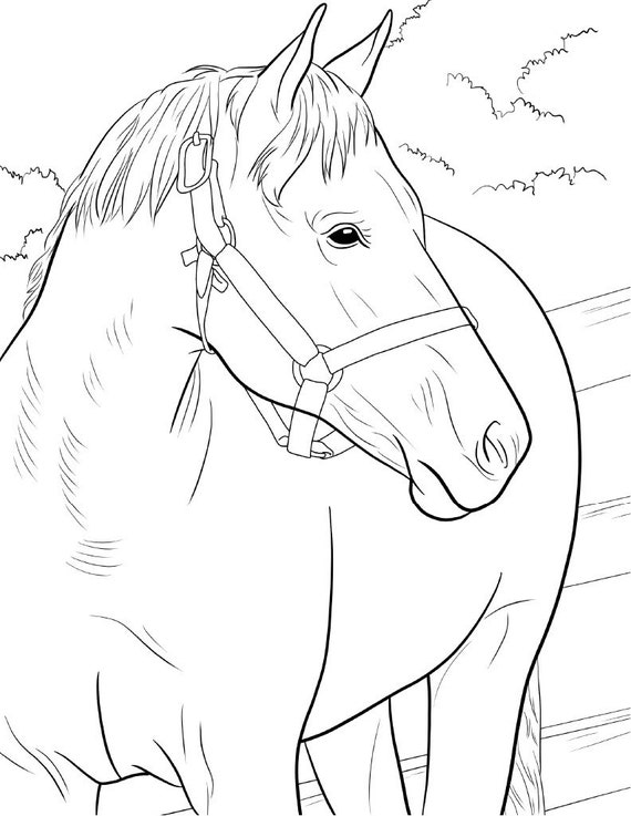 Dibujos Para Colorear De Caballos Reales