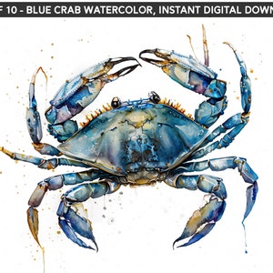 Blue Crab, High Quality Blue Crab Png Bundle, Set of 10, Instant Digital Download