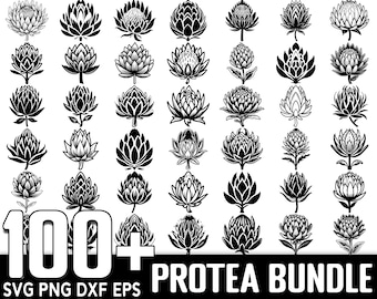 100+ Protea Flower SVG Bundle,Instant Digital Download, PNG, SVG Cut Files
