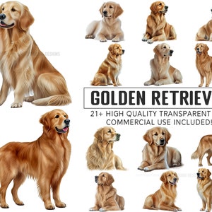 May include: A selection of illustrations of Golden Retrievers in different poses. The dogs are shown with their distinctive golden fur, in sitting, standing, and lying down positions. The text "GOLDEN RETRIEVER" is displayed with the phrase "21+ HIGH QUALITY TRANSPARENT PNG COMMERCIAL USE INCLUDED!"