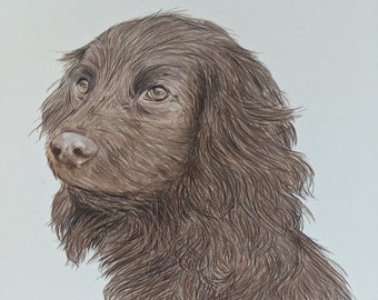 Springer Spaniel Portrait