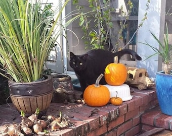 Black Cat Hair in Jar, Cat Fur, mojo bags, ritual oils, Hair of a black cat