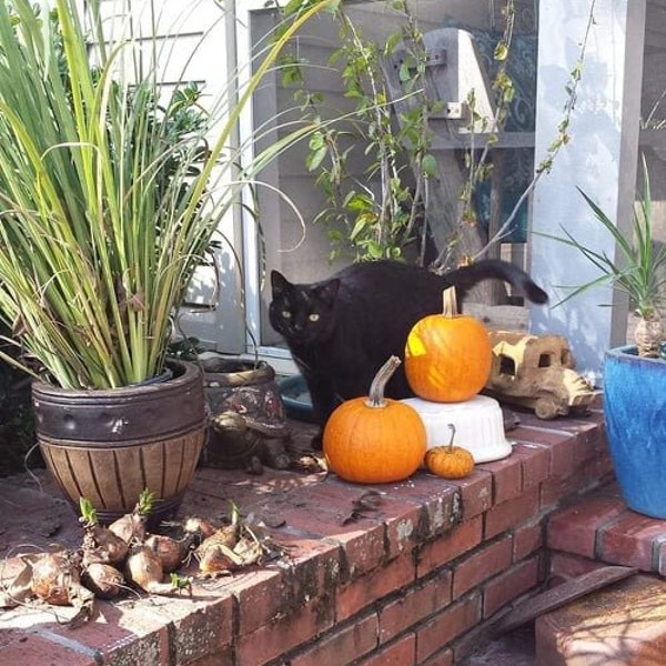 Black Cat Hair in Jar, Cat Fur, mojo bags, ritual oils, Hair of a black cat
