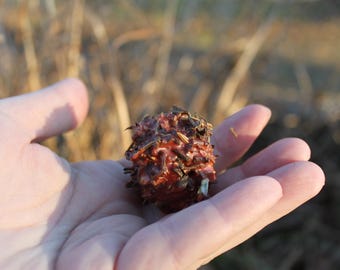 Loaded Witches Burrs for Grounding, Earth Witch, Earth Element