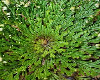 Rose Of Jericho, Spiritual Plant, Prosperity Plant, Resurrection Plant, House Plants, Abundance, Money Plant, Santeria, Wicca, Free Crystals