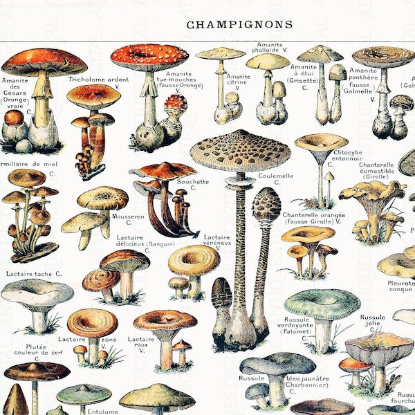 Adolphe Millot Poster MUSHROOMS, Antique Botanical Print, Clip Art, Digital Download in Color and Black and White