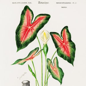 Caladium Bicolor, Antique Botanical Print, Clip Art, Digital Download in Color and Black and White image 1