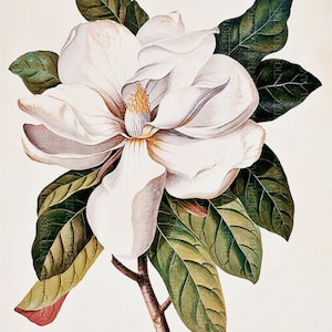 Magnolia Grandiflora, Antique Botanical Print, Clip Art, Digital Download in Color and Black and White