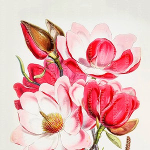 Magnolia Campbellii drawn by Walter Hood Fitcht, Antique Botanical Print, Clip Art, Digital Download in Color and Black and White