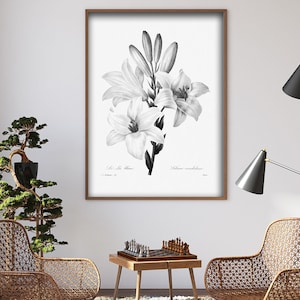 Lilium Candidum, Antique Botanical Print, Clip Art, Digital Download in Color and Black and White image 5