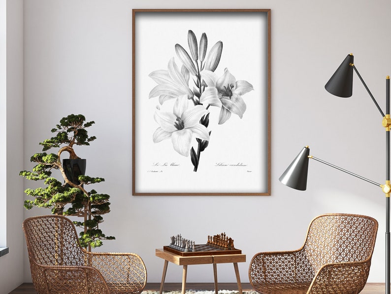 Lilium Candidum, Antique Botanical Print, Clip Art, Digital Download in Color and Black and White image 5