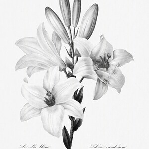 Lilium Candidum, Antique Botanical Print, Clip Art, Digital Download in Color and Black and White image 2