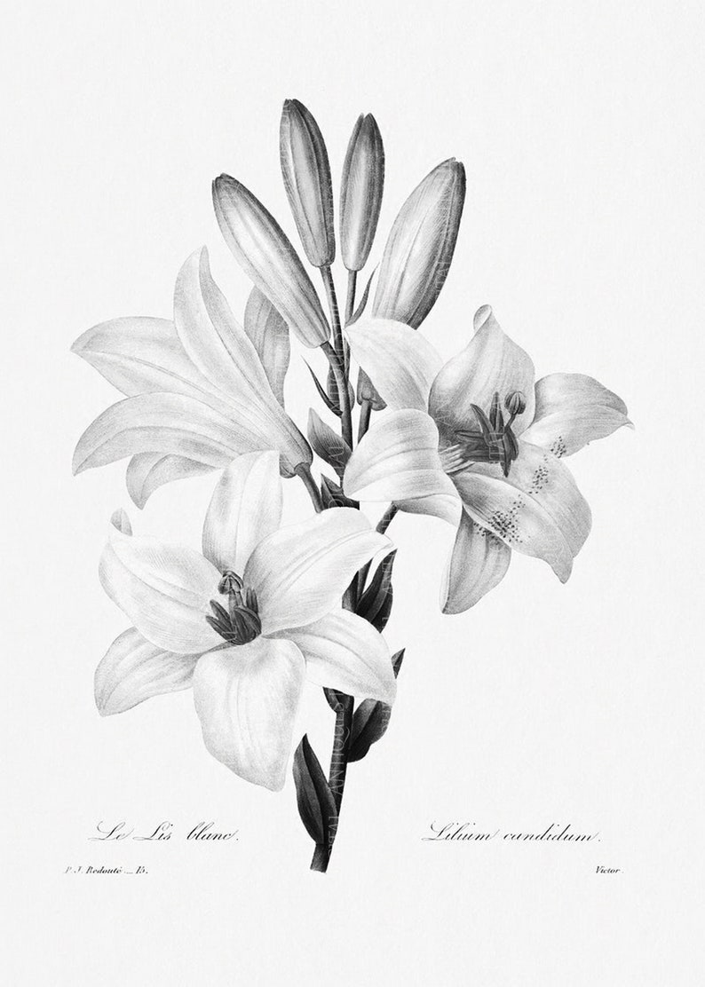 Lilium Candidum, Antique Botanical Print, Clip Art, Digital Download in Color and Black and White image 2