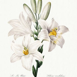 Lilium Candidum, Antique Botanical Print, Clip Art, Digital Download in Color and Black and White image 1