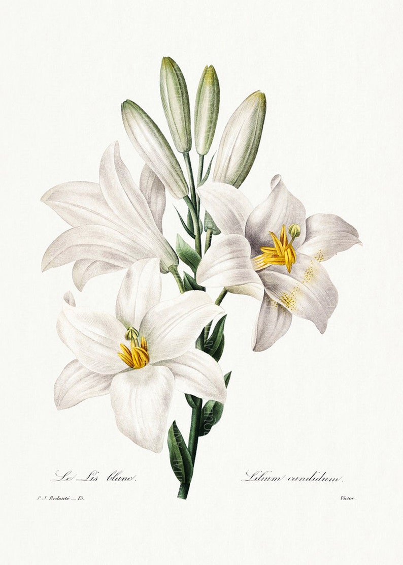 Lilium Candidum, Antique Botanical Print, Clip Art, Digital Download in Color and Black and White image 1