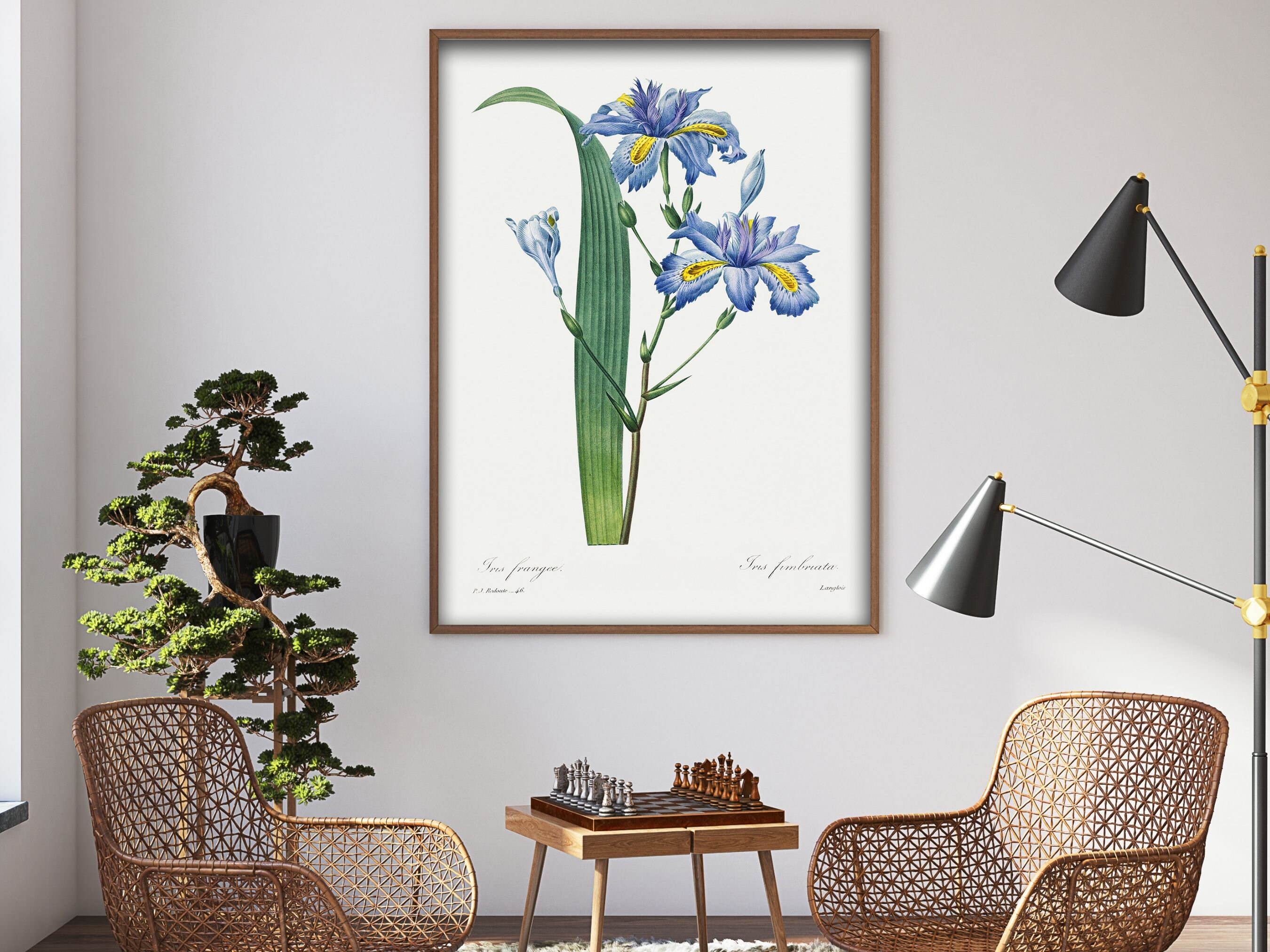 Iris Frangee Antique Botanical Print Clip Art Digital - Etsy