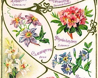 Assorted French Flowers, Antique Botanical Print, Clip Art, Digital Download in Color and Black and White