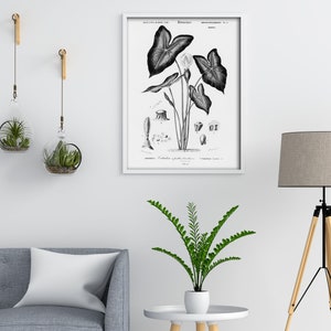 Caladium Bicolor, Antique Botanical Print, Clip Art, Digital Download in Color and Black and White image 5
