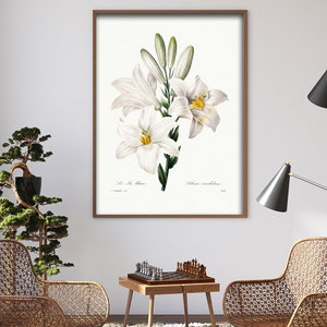 Lilium Candidum, Antique Botanical Print, Clip Art, Digital Download in Color and Black and White image 4