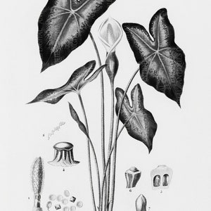 Caladium Bicolor, Antique Botanical Print, Clip Art, Digital Download in Color and Black and White image 2