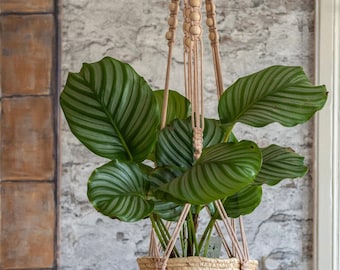 Makramee Blumenampel für größere Töpfe in der Farbe BISCUIT im mediterranem Stil mit 15 Holzperlen