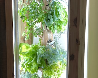 Puede incluir: Un jardín vertical de madera con una variedad de verduras de hoja verde que crecen en su interior. El jardín tiene un frente de vidrio transparente y está iluminado por luces LED. Las plantas incluyen lechuga, albahaca, perejil y eneldo.