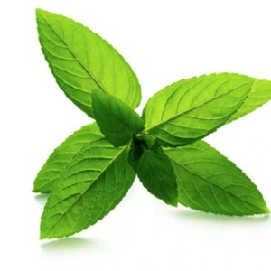 Peppermint
