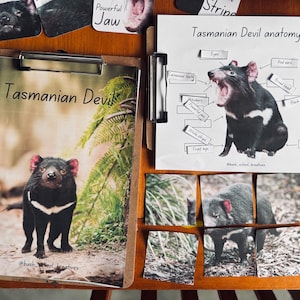 May include: A clipboard featuring a printed image of a Tasmanian Devil, with the text "Tasmanian Devil" above the image. Beside it is a diagram of a Tasmanian Devil's anatomy. The image also includes puzzle pieces of the Tasmanian Devil.