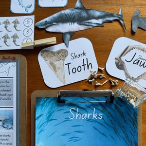 Könnte beinhalten: Lehrmaterial zum Thema Haie. Das Bild zeigt einen Haizahn, einen Kiefer und einen Papierschnitt eines Hais. Der Text "Shark Tooth", "Sharks" und "Jaw" ist sichtbar. Ein kleines Glasgefäß enthält kleine Zähne.
