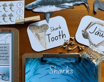 May include: A collection of shark-themed educational materials. Includes a shark tooth, a shark jaw, and a paper cutout of a shark. The text "Shark Tooth", "Sharks", and "Jaw" are visible. A small glass jar contains small teeth.