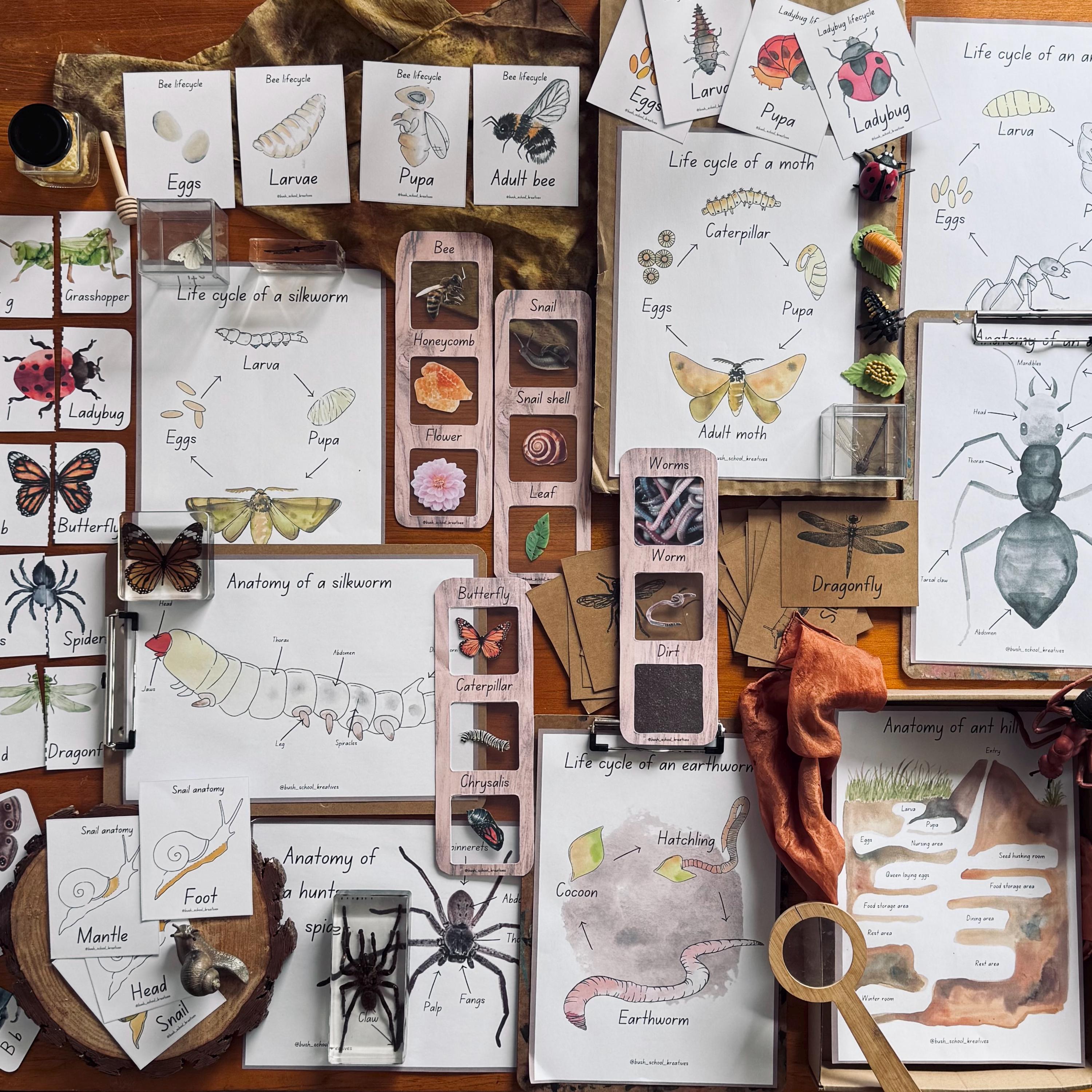 Insects Resource Bugs and Insects Mega Resource Bundle - Etsy Australia