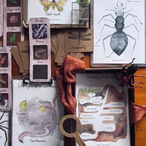 May include: A set of educational cards featuring watercolour illustrations of insects, an ant hill, and an earthworm life cycle. The cards are labelled with the names of the insects and the parts of the ant hill. The cards are printed on white paper with a light grey background.