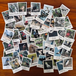 Australischer Vogel Polaroid Bildkarten