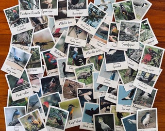 Australian bird Polaroid flash cards