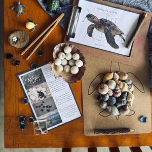 May include: A wooden table displays a sea turtle theme. Items include toy turtles, a seashell with white spheres, a diagram of a sea turtle anatomy, a drawing of a turtle made of seashells, and a printed page with text and photos.